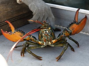 FILE - A lobster rears its claws after being caught off Spruce Head, Maine, Aug. 31, 2021. A group of Maine businesses and trade groups filed a lawsuit against a California aquarium Monday, March 13, 2023, for recommending seafood customers avoid buying lobster.