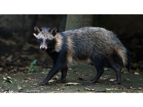 A raccoon dog at the Chapultpec Zoo in Mexico City on August 06, 2015 Photographer: Alfredo Estrella/AFP/Getty Images