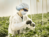 A TerrAscend employee among cannabis plants