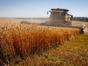 A farmer harvests wheat in Alberta.