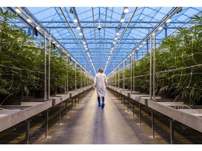 A worker walks past rows of cannabis plants growing in a greenhouse at the Hexo Corp. facility in Gatineau, Quebec, Canada, on Thursday, Oct. 11, 2018. Canada's drive to legalize marijuana kicks off early Wednesday with store openings on the Atlantic Coast, giving the country a massive head start in developing a global pot market that some analysts peg at $150 billion.