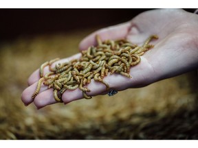 An employee holds mealworms, also known as Tenebrio molitor, inside the Ynsect insect farm in Dole, France, on Tuesday, May 19, 2020. A year before the Covid-19 pandemic caused havoc in the world's food supply, venture capitalists plunged $125 million into mealworm breeding company Ynsect.