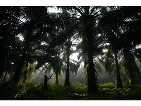 A worker harvests palm oil fruit at a plantation in Indonesia. Photographer: Dimas Ardian/Bloomberg