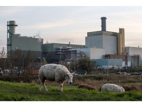 Sheep graze near the Diemen natural gas power plant, operated by Vattenfall AB, in Muiden, Netherlands, on Thursday, Nov. 24, 2022. European low temperatures are set to push households and businesses to boost heating, testing the markets ability to meet increasing demand.