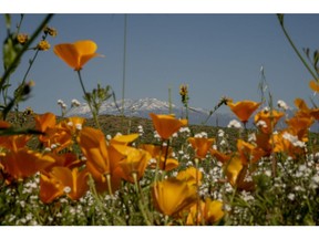 Wildflowers bloom near Diamond Valley Lake in Hemet, California, on April 9. Photographer: Kyle Grillot/Bloomberg