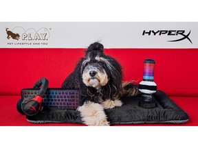 HyperX and P.L.A.Y. Join Forces to Launch First-of-its-Kind Innovative Pet Toy Collaboration