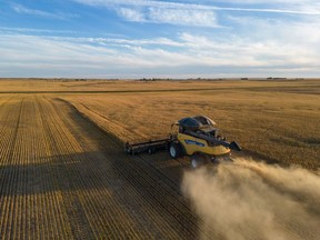 A combine harvester cuts wheat