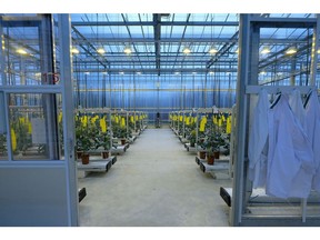 Broccoli plants grow in a pollination chamber at the Research and Technology Center, operated by Syngenta AG, in Enkhuizen, Netherlands, on Wednesday, Sept. 29, 2021. The Fields of Innovation spotlights Syngenta's efforts to provide solutions to help growers overcome the challenges caused by changes in the environment – volatile climate conditions, severe soil erosion and increasing biodiversity loss.