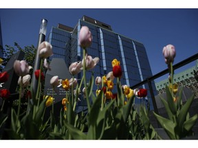 Tulips grow in front of the Bank of Canada's headquarters on May 18. The central bank has held rates steady at each of its past two decisions, but some economists now think it will be forced off the sidelines.