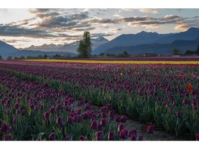 Explore the many diverse gardens across British Columbia, including the BC Tulip Trail in Chilliwack, with Gardens BC's newly launched website, www.gardensbc.com.