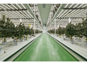 Fluence LEDs inside Trichome's urban facility have supported 17 full crop growing cycles, all with greater than expected results.