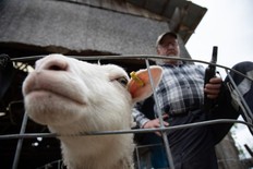 Canadian farmers dream of blockchain sheep
