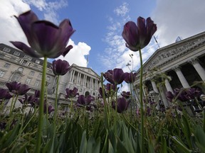 View through a field of tulips at the Bank of England, at the financial district in London, Thursday, May 11, 2023. The Bank of England is set to raise interest rates later Thursday to their highest level since late 2008 as it continues to combat stubbornly high inflation in the U.K.