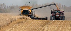 Wheat is offloaded from a combine into a grain truck on a farm near Edmonton. Proponents of the government inspection system believe it's responsible for protecting the global reputation of Canadian grain exports.