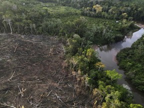 FILE - Cut down trees lie near the limit of the Cordillera Azul National Park, Peru's Amazon, on Oct. 3, 2022. The 27 European Union countries have formally adopted new rules that should help the bloc reduce its contribution to global deforestation by regulating the trade in a series of goods.