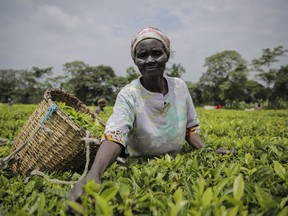 FILE - A woman picks tea leaves in Chepsonoi, Nandi county, in western Kenya on Aug. 13, 2022. A multinational tea company based in Kenya has suspended operations in May 2023 after tea plucking and harvesting machines were burned by protesters, citing massive job losses due to mechanization.