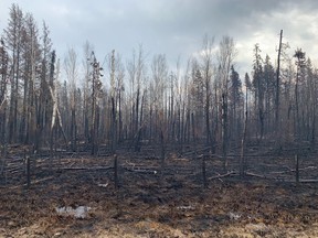 Burned trees in Entwistle, Alta.