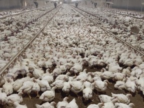 The animal rights group Animal Outlook says that a Virginia farm that raised chickens for Tyson Foods mistreated the animals, and one of their investors shot pictures and video documenting the abuse last year. But Tyson says it cut ties with the farm in January after it uncovered animal welfare issues there on its own. (Animal Outlook via AP)
