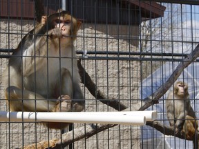 FILE - River, left, and Timon, both rhesus macaques who were previously used in medical research, sit in an outdoor enclosure at Primates Inc., in Westfield, Wis., on May 13, 2019. The sanctuary is a 17-acre rural compound where research animals can live their remaining years when their studies are done. A report released on Thursday, May 4, 2023, says a shortage of monkeys available for medical research undermines U.S. readiness to respond to public health emergencies.