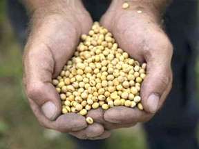 A farmer holds soybeans in Ontario.