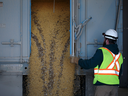 A worker unloads soybeans from a truck at a Viterra grain elevator near Rosser, Man.