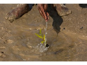 A Sindh Forest Department worker pours water on a sapling at mangrove plantation on an island in the Indus Delta outside Karachi, Pakistan, on Friday, Nov. 20, 2020. Pakistan's arid climate and rocky deserts may seem an unlikely place to look for a green revolution, but the government is in the first phase of planting 3.25 billion trees in one of the world's largest reforestation programs. Prime Minister Imran Khan wants to extend that to almost 10 billion by the time his term in office ends in 2023. Photographer Asim Hafeez/Bloomberg
