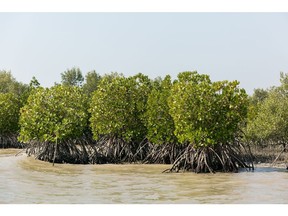 A mangrove forest on an island in the Indus Delta outside Karachi, Pakistan, on Friday, Nov. 20, 2020. Pakistan's arid climate and rocky deserts may seem an unlikely place to look for a green revolution, but the government is in the first phase of planting 3.25 billion trees in one of the world's largest reforestation programs. Prime Minister Imran Khan wants to extend that to almost 10 billion by the time his term in office ends in 2023. Photographer Asim Hafeez/Bloomberg