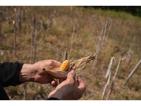A farmer holds a stunted ear of corn during a heat wave in Angel R. Cabada, Veracruz state, Mexico, on Saturday, June 24, 2023. There is a 50% chance above normal temperatures will persist across much of Mexico through July 11, according to the US Climate Prediction Center's global hazards outlook.