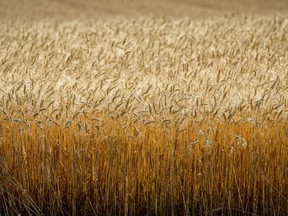 A field of wheat is pictured near Cremona, Alta.