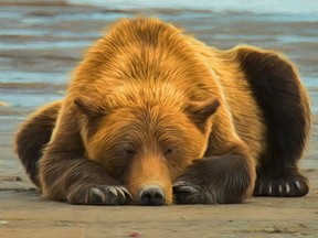Grizzly bear sleeping on a beach