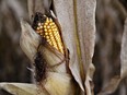 Corn stands in a field during harvest outside Walnut, Ill.