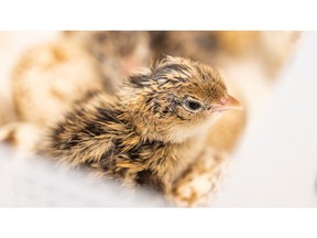 A quail emerges from its shell at the Quail Research Laboratory at Texas A&M University-Commerce. Photo by Brittany Gryder | Texas A&M University-Commerce Office of Marketing and Communications