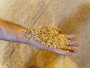 A worker inspects wheat grain at a storage facility operated by Bunge Ltd. at Nikolaev port in Nikolaev, Ukraine.