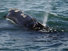 FILE - A North Atlantic right whale feeds on the surface of Cape Cod bay off the coast of Plymouth, Mass., on March 28, 2018. A Georgia congressman moved Friday, June 23, 2023, to block a federal agency from imposing new speed restrictions on boats and ships to protect critically endangered whales.