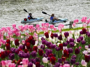The International Monetary Fund is crediting Canada for its "multipronged" approach to addressing climate change, but is warning that its green subsidies could stoke an international race to the bottom. People paddle along the Rideau Canal as tulips bloom in Ottawa on Thursday, May 18, 2023.