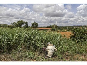 A millet field on the outskirts of Bengaluru. Photographer: Dhiraj Singh/Bloomberg