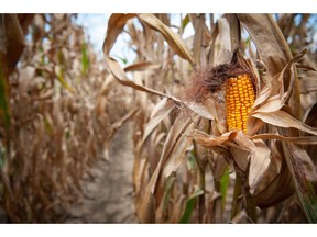 Corn grows in Leland, Mississippi, US, on Tuesday, Aug. 16, 2022. Corn was stable before a US crop tour that will give more insight into the state of fields in the world's top producer. Photographer: Rory Doyle/Bloomberg