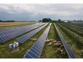 Sheep graze underneath solar panels at a farm in Hammond, Minnesota, US, on Friday, June 2, 2023. Stung by high fuel costs and a labor squeeze, some clean energy companies are turning to an unlikely ally -- flocks of sheep -- to keep their solar panels out of the shade. Photographer: Ben Brewer/Bloomberg