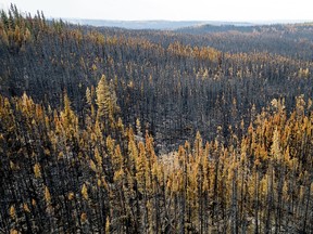Trees scorched by the Donnie Creek wildfire line a forest north of Fort St. John, B.C.