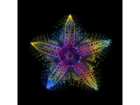 Global IOTY winner Laurent Formery (USA). The winning image shows the nervous system of a juvenile sea star (Patiria miniata). The small sample, about 1 cm wide, was labeled with an antibody against acetylated tubulin after optical clearing and captured using a color-coded Z-projection.