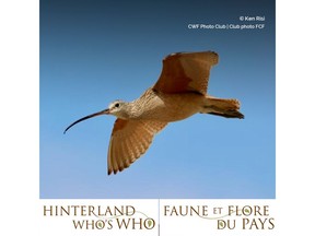 Hinterland Who's Who is celebrating the success of its Grassland videos as the Long-billed Curlew PSA wins an international award. Visit HWW.ca to view these resources. Photo copyright Ken Risi, CWF Photo Club.