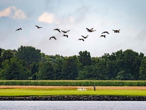 Canada Geese fly over farmland on the Chester River near Centreville, Maryland.