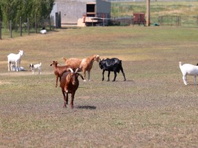 Cattle producers in the Prairie provinces have complained of feed shortages as hay and other grazing crops wither and die.