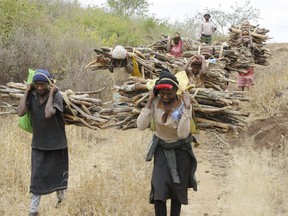 FILE - Women walk out of the forest carrying wood to use for cooking in Tsavo East, in Kenya, June 20, 2014. Kenyan President William Ruto has lifted a six-year ban on logging Sunday, June 2, 2023, over the concerns of environmentalists.