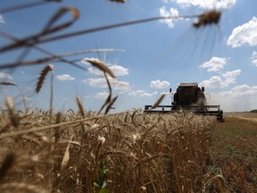 A combine harvest wheat on a field near Novosofiivka village, Mykolaiv region, in Ukraine, on July 4, 2023.