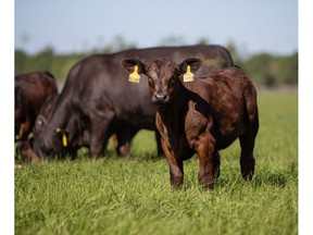 Precision livestock company, Vytelle, opens sixteenth global in vitro fertilisation laboratory in Brisbane, Australia