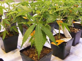 Cannabis seedlings are shown at the Aurora Cannabis facility, Friday, November 24, 2017 in Montreal.
