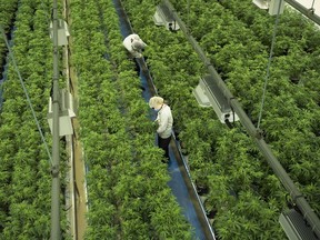 Canopy Growth Corp. says it has signed a deal to sell its facility in Smiths Falls, Ont., that was once home to a Hershey chocolate factory back to the chocolate maker.&ampnbsp;Staff work in a marijuana grow room at the facility in Smiths Falls, Ont. on Thursday, Aug. 23, 2018.