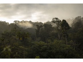 Trees in an area of dense primary forest in Nyanga, Gabon, set aside for conservation.