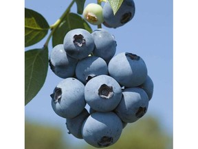 Blueberry Smart Irrigation